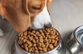 Как правильно подобрать корм для собаки