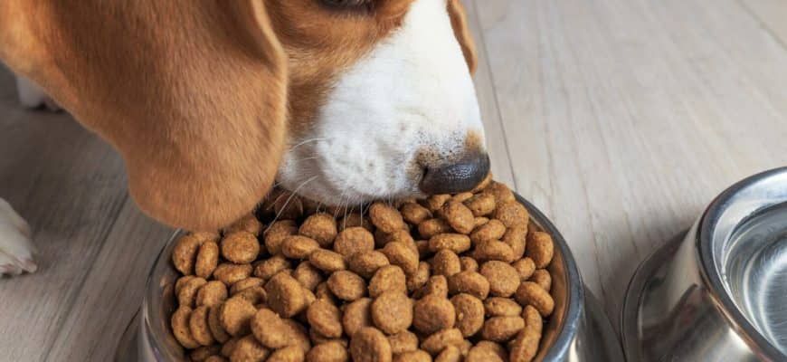 Как правильно подобрать корм для собаки