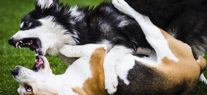 Как научить собаку игнорировать других собак