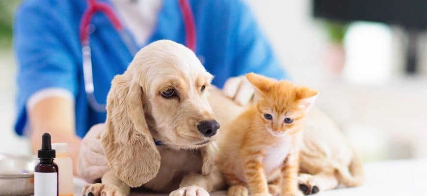 Какие прививки необходимы собакам и кошкам