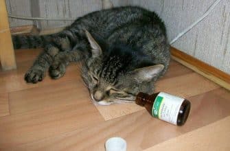 Валерьянка – наркотик для кошек?
